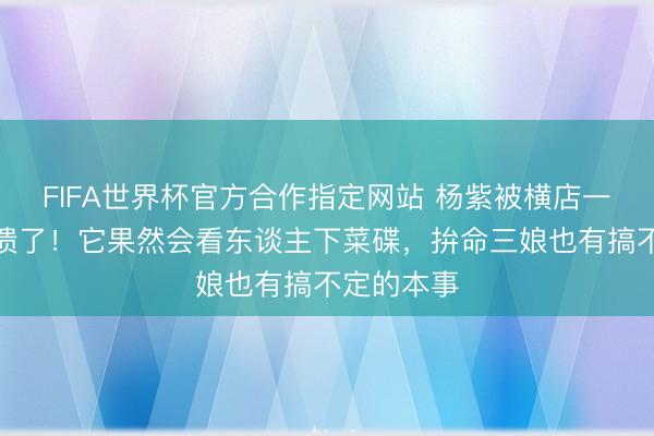 FIFA世界杯官方合作指定网站 杨紫被横店一匹马整崩溃了!它果然会看东谈主下菜碟,拚命三娘也有搞不定的本事
